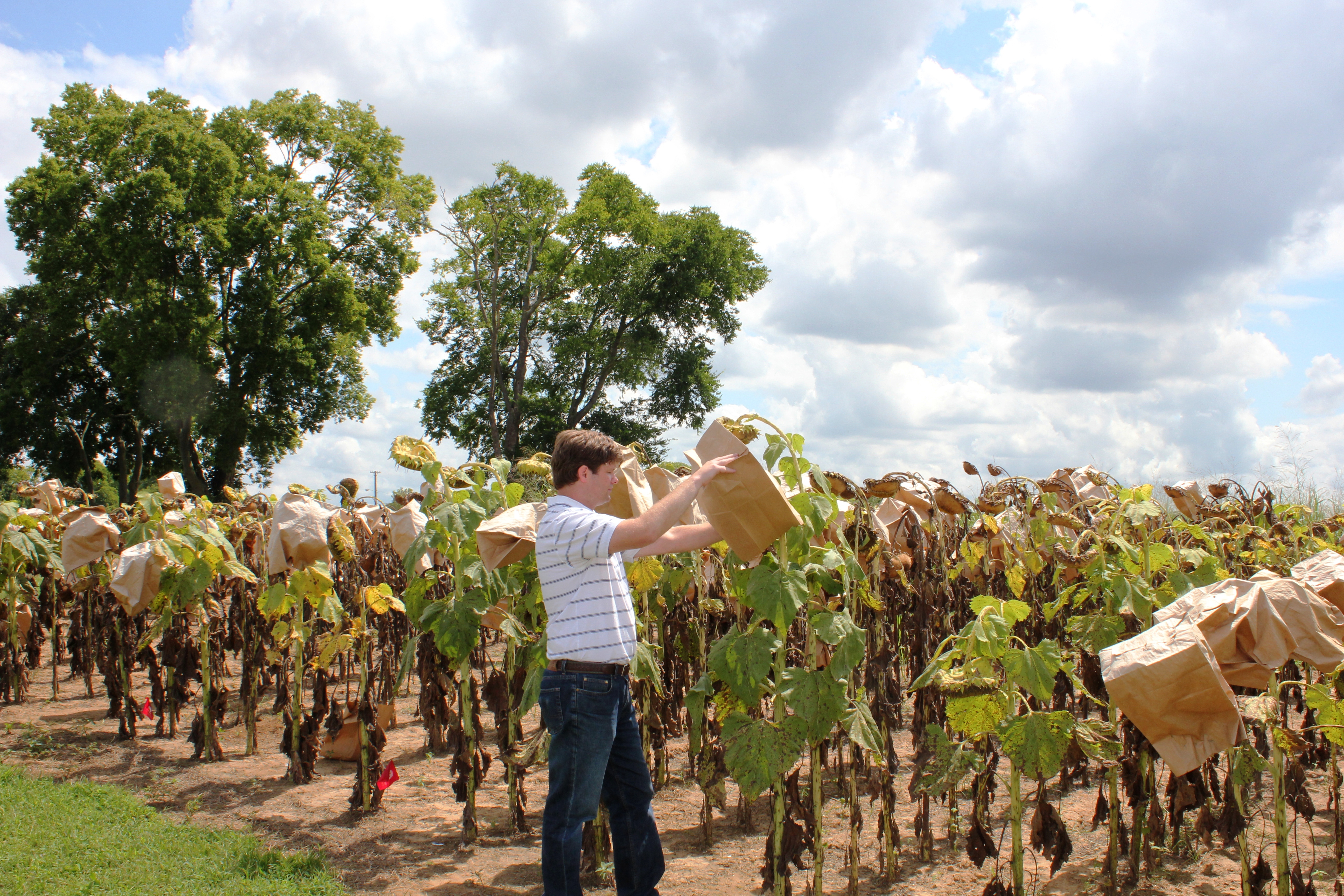 Putting bags on sunflowers to prevent loss from birds.