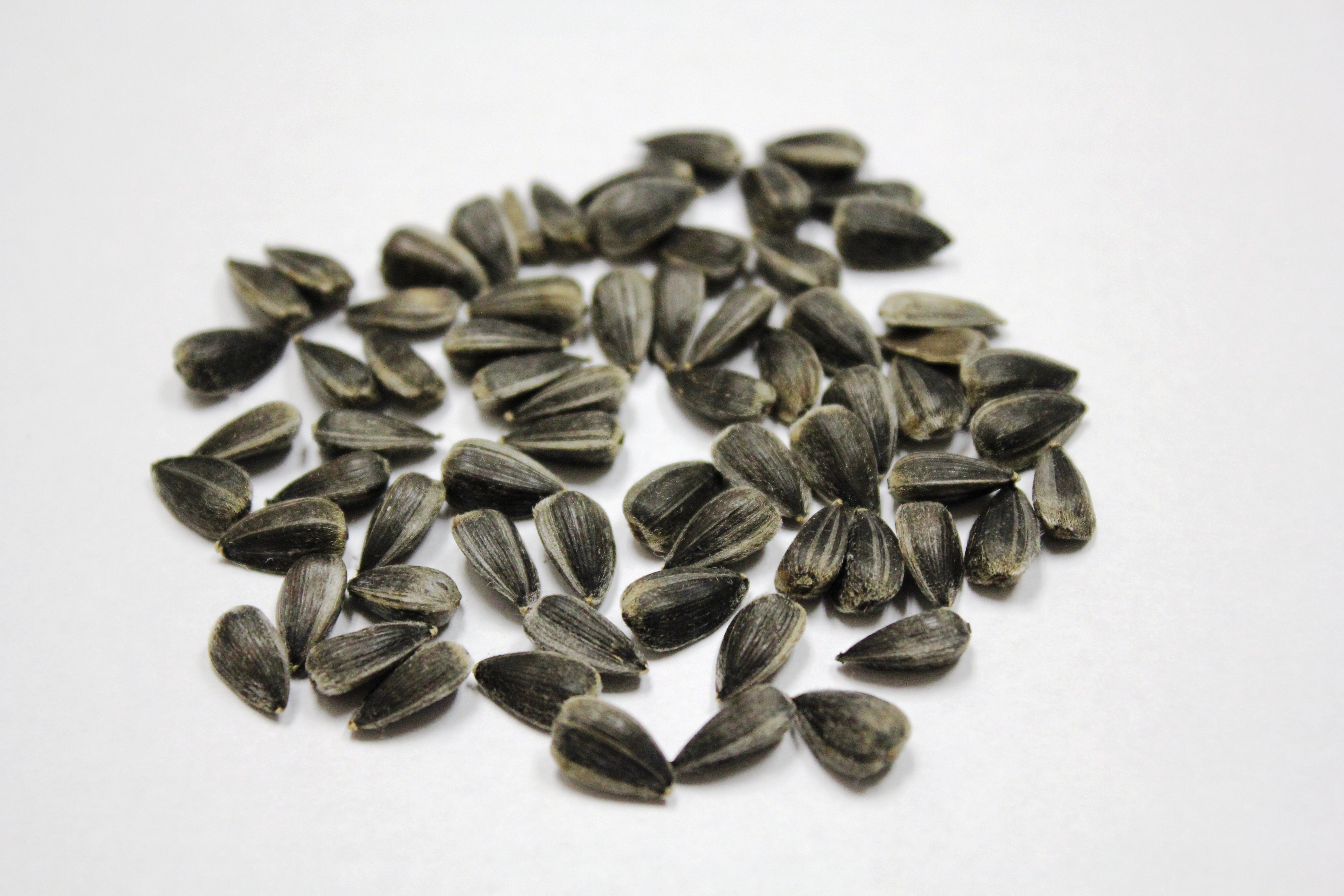 Sunflower seeds