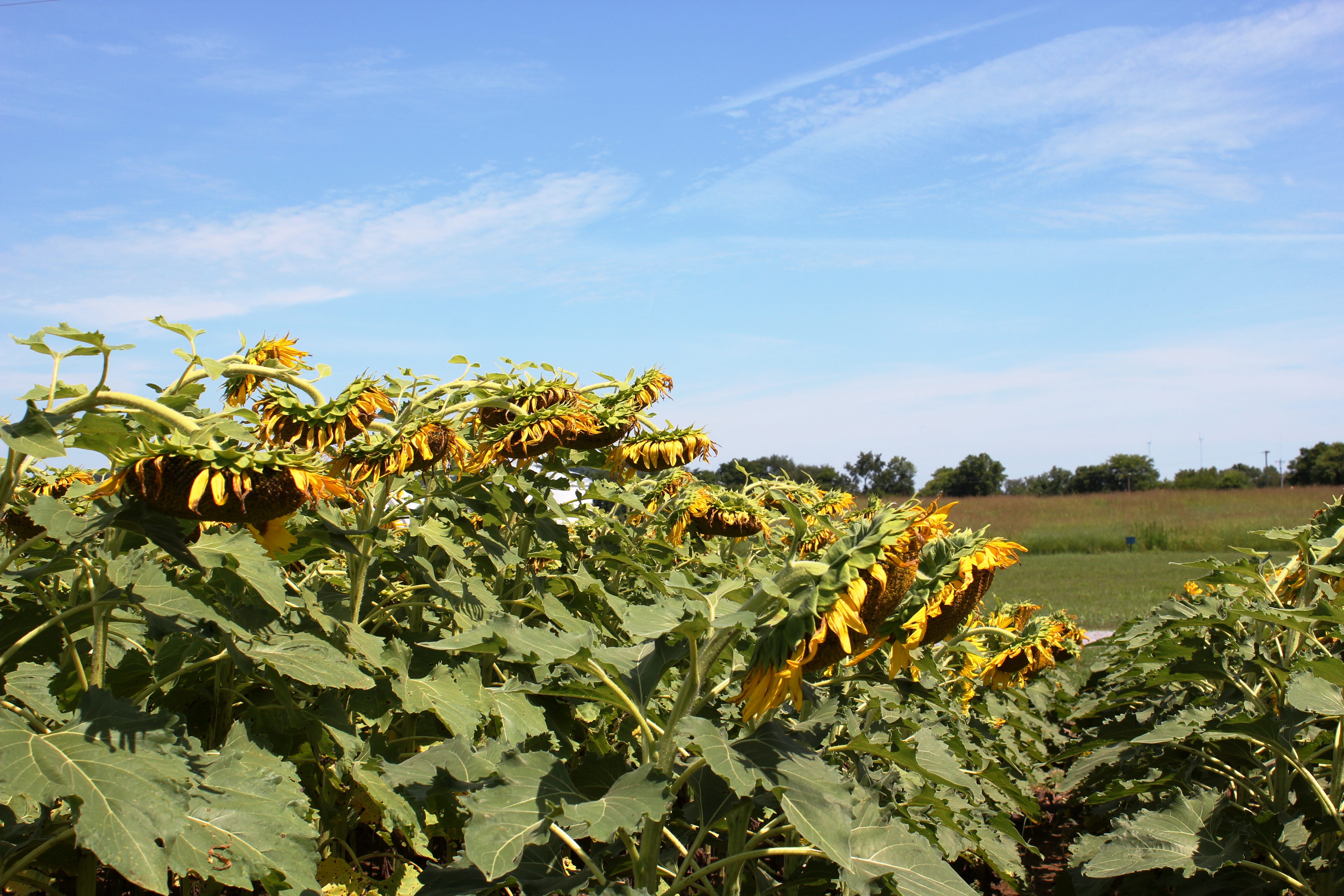 Sunflowers maturing