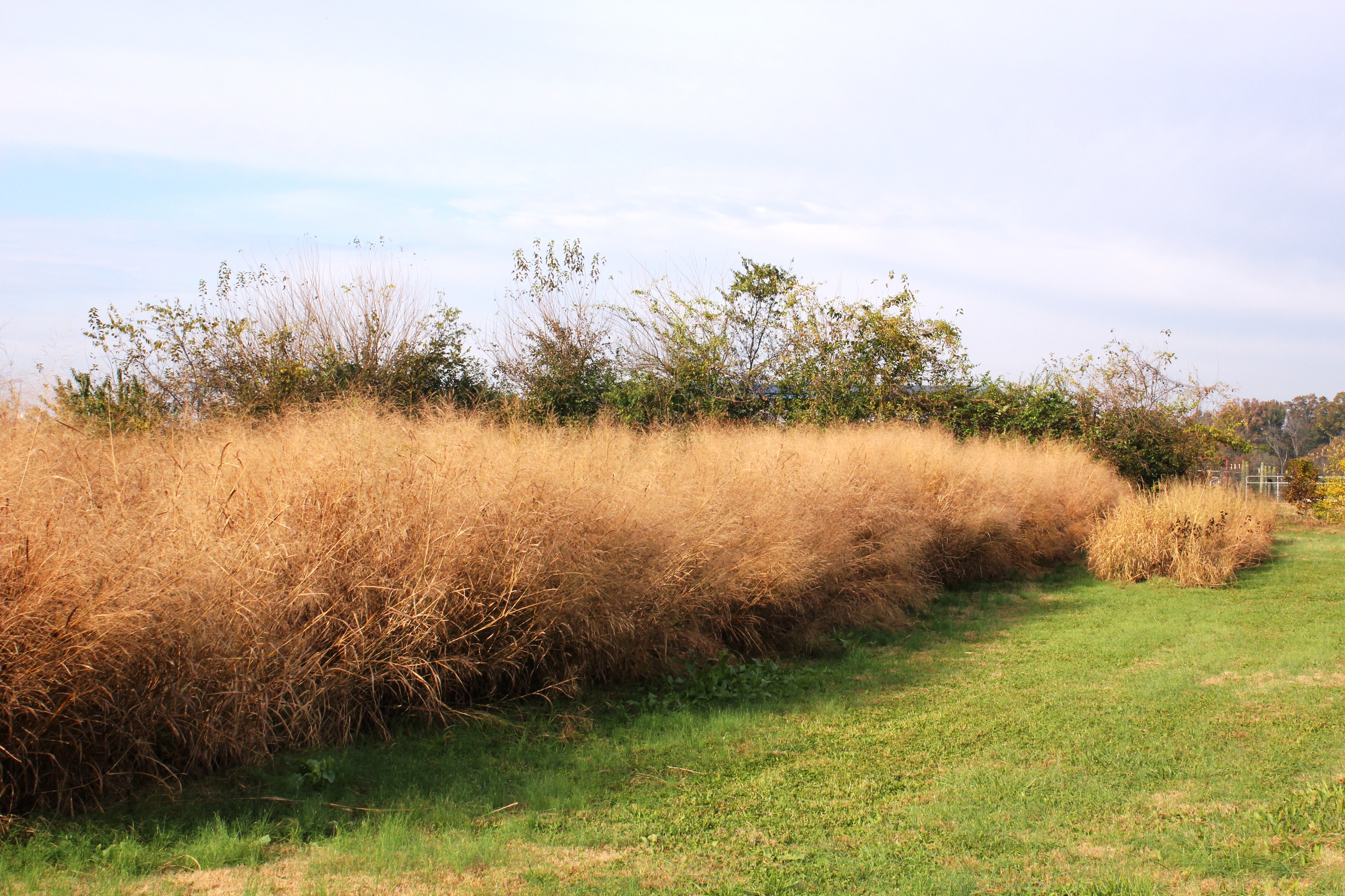 Switchgrass in November