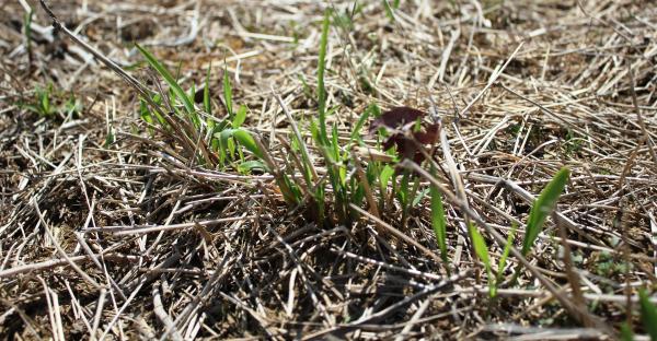 Switchgrass regrowth at TSU farm