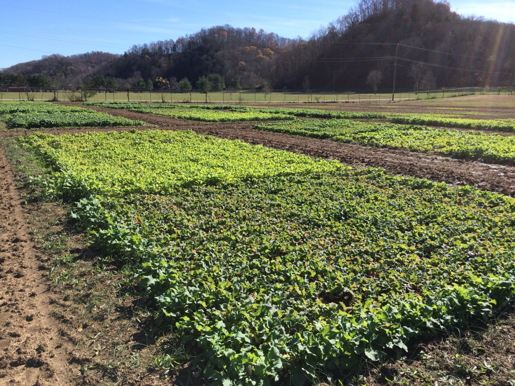 oilseed plants in a field