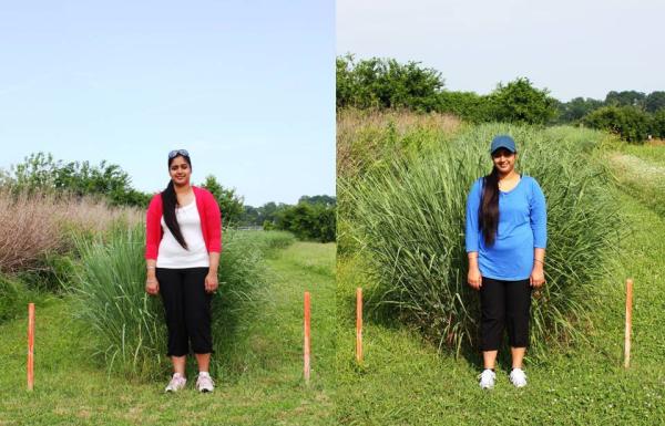 Switchgrass growth