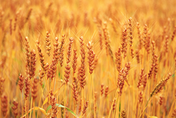 wheat field