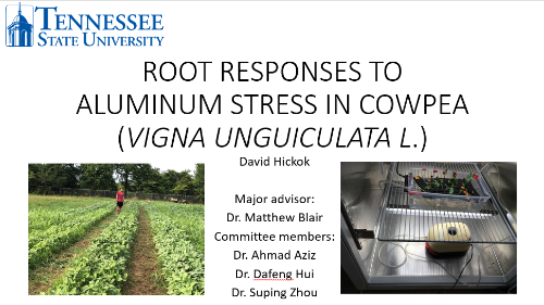 Aluminum stress in cowpea