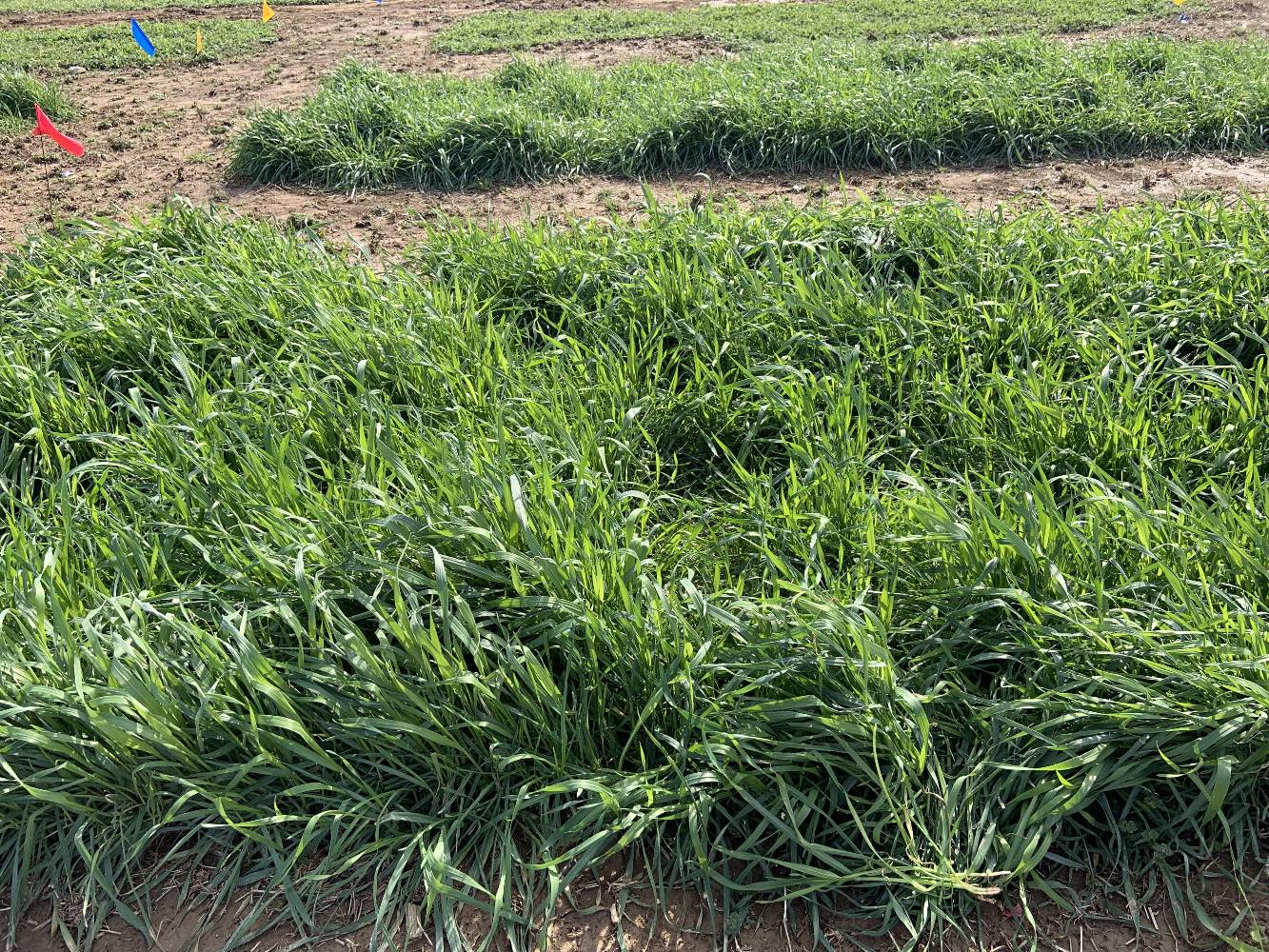 Rye Grass from Cover Crop