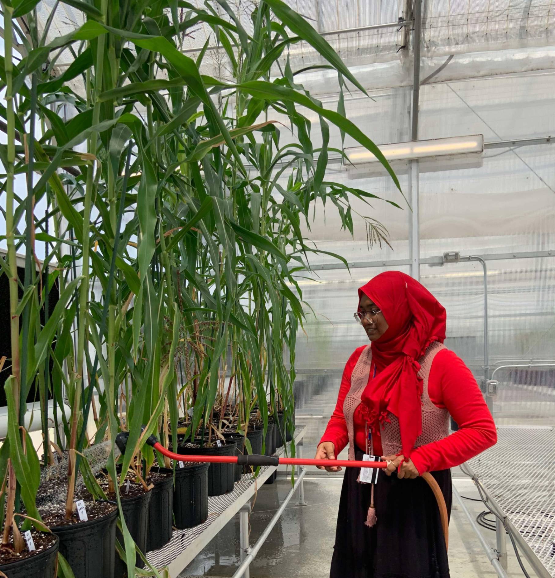 Suma with Corn in Greenhouse 2025