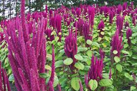 Amaranth Research Link