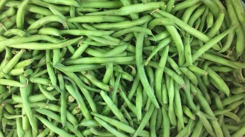 Common Bean Research Link