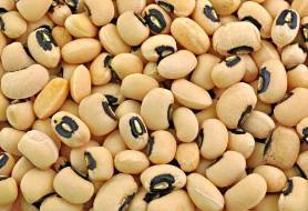 Cowpea Research Link
