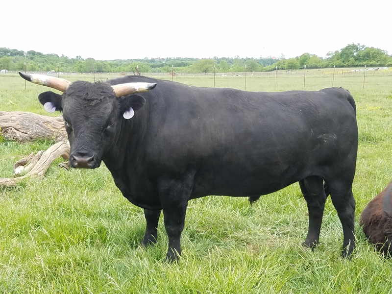 Dexter Cattle