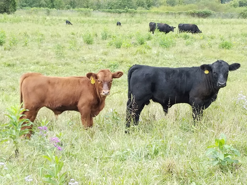 bull calves