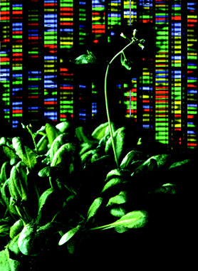 plant technology