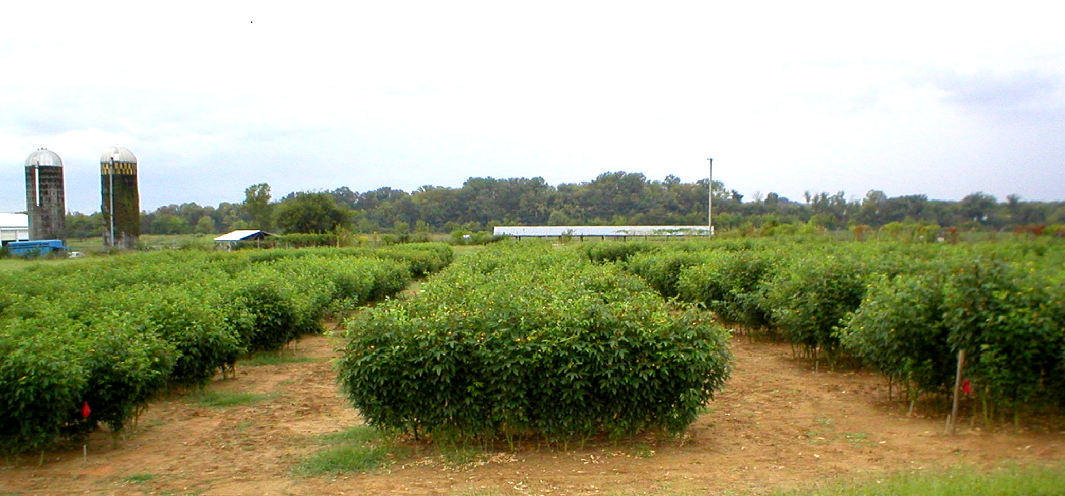 PP field