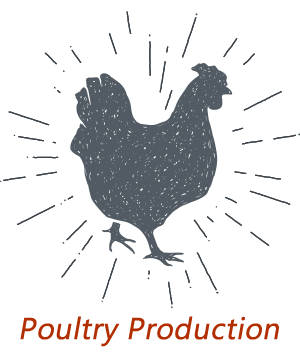 poultry production