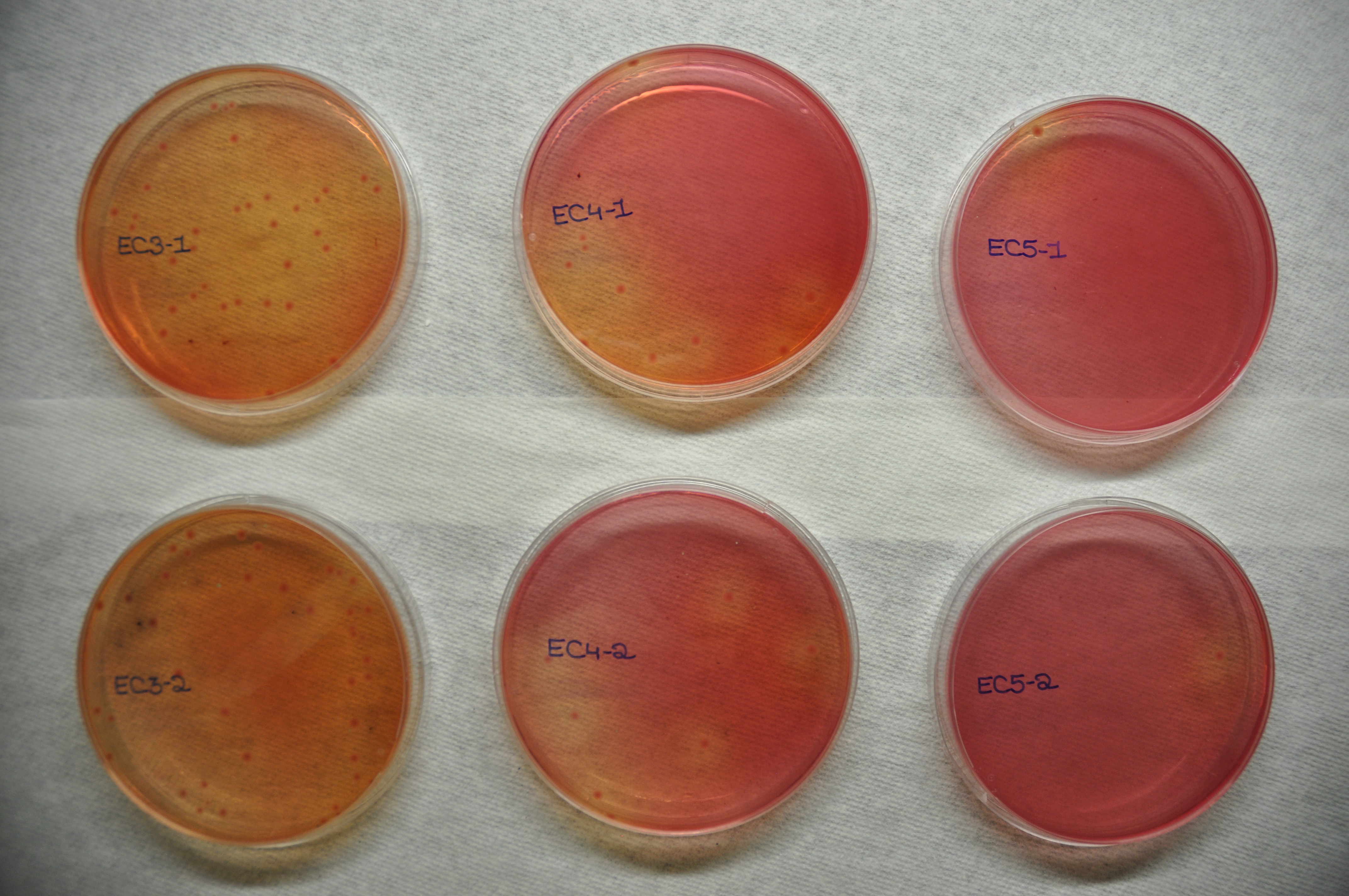 E.coli (0157:H7)