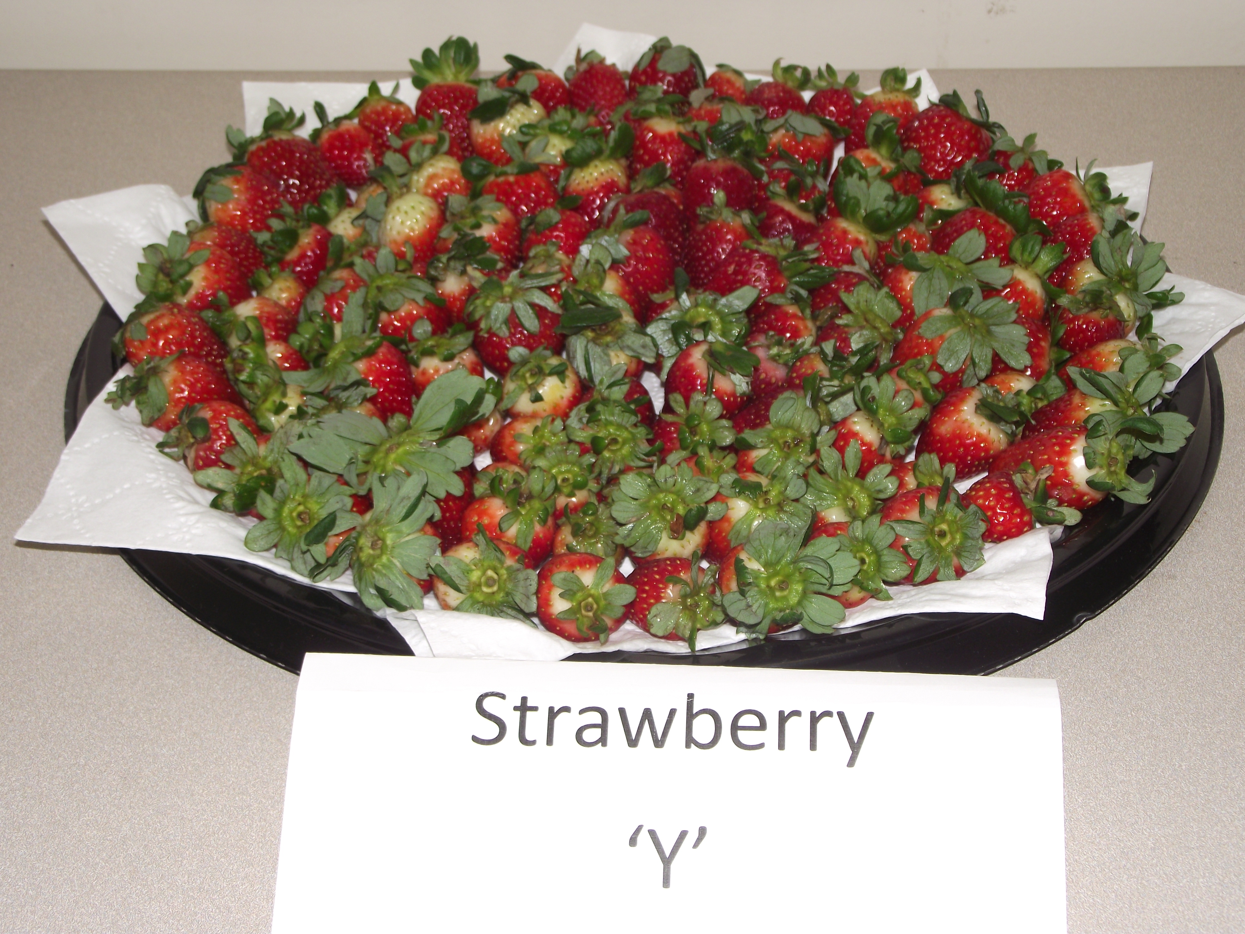 Strawberry Y - Local Grown